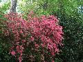 Duc de Rohan Azalea / Rhododendron indicum 